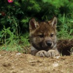 Why hunting wolves in Michigan should end
