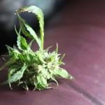 MI NORML on the legislature’s failure to act