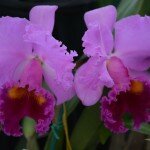 Day 25 and 26: Poem-a-Day: Night Syrup and Dibiki-Ziigwaagaame by Margaret Noodin